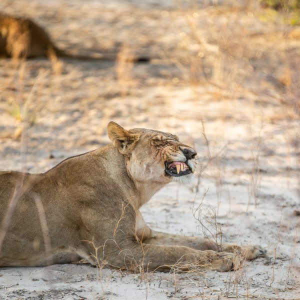 20 November 2024 - Game drives and experiences at Sango Safari Camp, part of Bushways Safaris, in Khwai, Botswana. 

Licensed to Bushways Safaris indefinintely for marketing purposes. @Laura Jane Dale +44(0)7917152382 www.laurajanedale.com