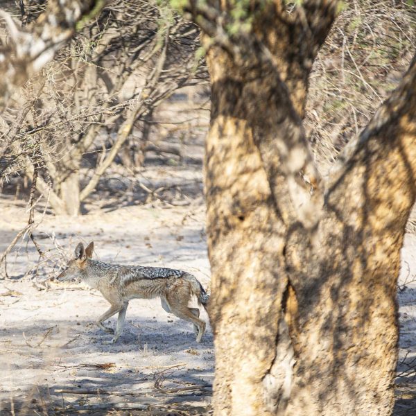20 November 2024 - Game drives and experiences at Sango Safari Camp, part of Bushways Safaris, in Khwai, Botswana. 

Licensed to Bushways Safaris indefinintely for marketing purposes. @Laura Jane Dale +44(0)7917152382 www.laurajanedale.com